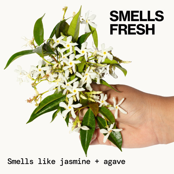 Jasmine Agave Strength + Shine Foaming Shampoo - Haircare - Pacifica Beauty
